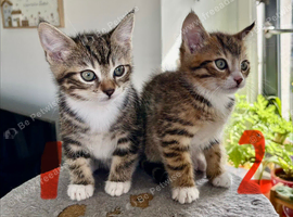 TWO GORGEOUS KITTENS (BOTH GIRLS) LOOKING FOR THEIR FOREVER HOMES