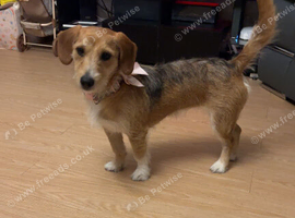 Patterdale terrier
