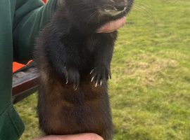 FERRETS available for STUD ONLY