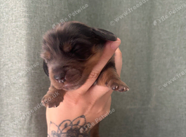 4 miniature dachshund pups