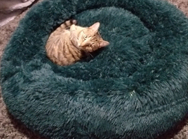 XL Pet Bed - USED