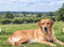 MOM 262 DNA CLEAR / Gorgeous fox red and yellow lab