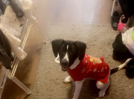 Male spaniel x lurcher