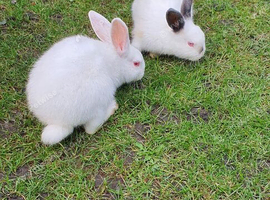 10-Week-Old Baby Rabbits / Bunnies (Himalayan Cross)