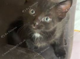 Kittens/cat