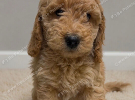 Cockapoo pups ready