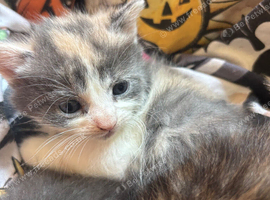 Beautiful calico fawn kittens boy and girl available