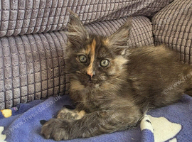 Maine Coon Kittens ONE FEMALE LEFT