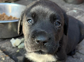 Cane Corso Puppies &ndash; Outstanding Quality, Ready for Loving Homes
