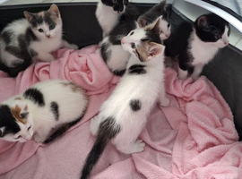 8 week old kittens