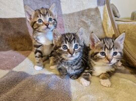 Kittens