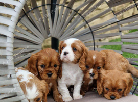 Cavalier King Charles Spaniel!