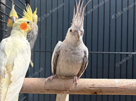 Stunning Young Cockatiels
