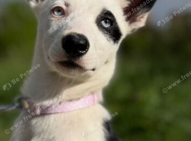Welsh collie