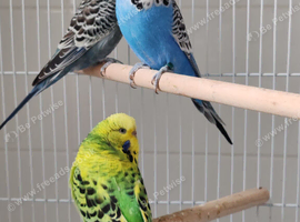Budgies 6 months