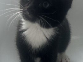 4 beautiful kittens