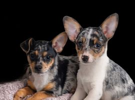 2 male Jack Russell pups