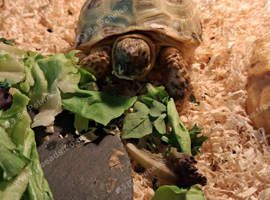Tommy shelby the tortoise