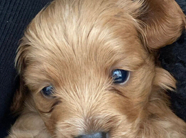4 Cavapoo puppies