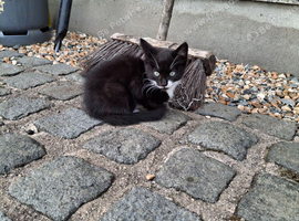 Kittens for sale