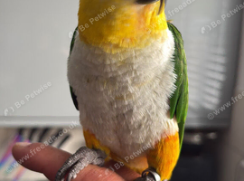 Hand tame black headed caique