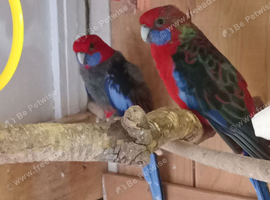 Pair penants