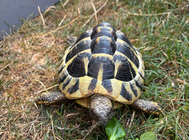 Male Hermann&rsquo;s tortoise
