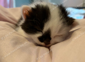 Beautiful kittens for sale