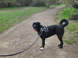 3 year old cane corso x American akita
