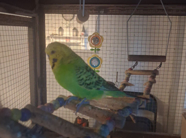 Budgies for sale