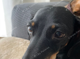 Black and Tan Dachshund Boy