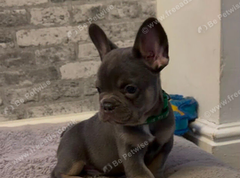 K.c French bulldog