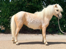 Every kids dream Barbie pony.