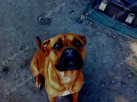 Mixed breed
