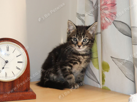 Last 2 Beautiful Kittens ready for Collection