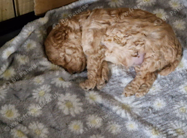 CAVAPOO FEMALE PUPPY