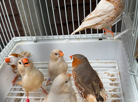 Zebra Finches