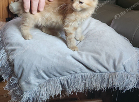 4 kittens for sale