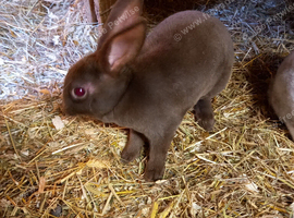 Mini rex girls