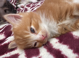 Beautiful kittens 6 weeks old.