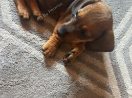 Puppy forsale
