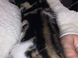 Looking for a loving home for a 8 week old kitten.