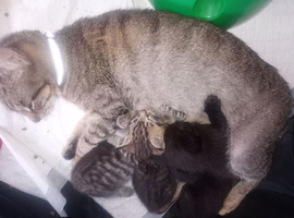 Gorgeous ORIENTAL BENGAL X ASIAN MAU KITTENS both parents can be seen