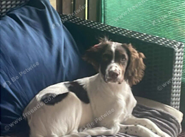 Mia- English Springer Spaniel