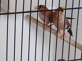 Wanted masked grassfinch