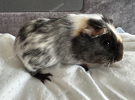 3 female guinea pig babies - still available ready to leave