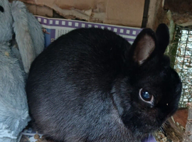 Gorgeous black netherland dwarf male