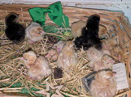 Gorgeous hybrids mixed chicks day old