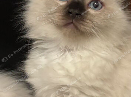 Crisp white lilac tone ragdoll stunning boy