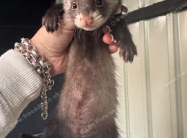 baby ferrets for sale